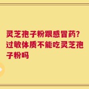 灵芝孢子粉跟感冒药？过敏体质不能吃灵芝孢子粉吗