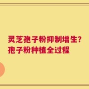 灵芝孢子粉抑制增生？孢子粉种植全过程