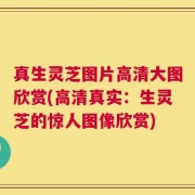 真生灵芝图片高清大图欣赏(高清真实：生灵芝的惊人图像欣赏)