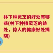 林下种灵芝的好处有哪些(林下种植灵芝的益处，惊人的健康好处揭晓)