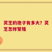 灵芝的孢子有多大？灵芝怎样繁殖