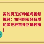 买的灵芝好种植吗视频视频：如何购买好品质的灵芝种苗并正确种植)
