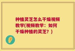 种植灵芝怎么干燥视频教学(视频教学：如何干燥种植的灵芝？)