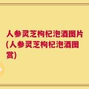 人参灵芝枸杞泡酒图片(人参灵芝枸杞泡酒图赏)
