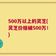 500万以上的灵芝(灵芝价格破500万！)