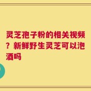 灵芝孢子粉的相关视频？新鲜野生灵芝可以泡酒吗