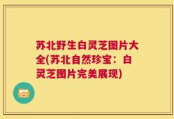 苏北野生白灵芝图片大全(苏北自然珍宝：白灵芝图片完美展现)