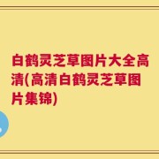 白鹤灵芝草图片大全高清(高清白鹤灵芝草图片集锦)