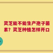 灵芝能不能生产孢子菌素？灵芝种植怎样开口