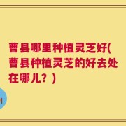曹县哪里种植灵芝好(曹县种植灵芝的好去处在哪儿？)