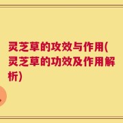 灵芝草的攻效与作用(灵芝草的功效及作用解析)