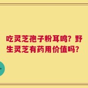 吃灵芝孢子粉耳鸣？野生灵芝有药用价值吗？