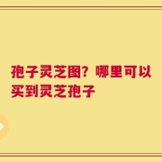 孢子灵芝图？哪里可以买到灵芝孢子