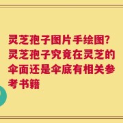 灵芝孢子图片手绘图？灵芝孢子究竟在灵芝的伞面还是伞底有相关参考书籍