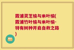霞浦灵芝榆与米叶榆(霞浦竹叶榆与米叶榆-特有树种开启自救之路)