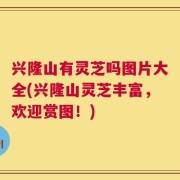 兴隆山有灵芝吗图片大全(兴隆山灵芝丰富，欢迎赏图！)