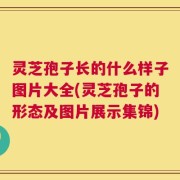 灵芝孢子长的什么样子图片大全(灵芝孢子的形态及图片展示集锦)
