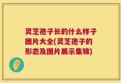 灵芝孢子长的什么样子图片大全(灵芝孢子的形态及图片展示集锦)