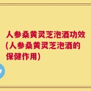 人参桑黄灵芝泡酒功效(人参桑黄灵芝泡酒的保健作用)