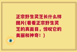 正宗野生灵芝长什么样图片(看看正宗野生灵芝的真面目，惊叹它的美丽和神奇！)