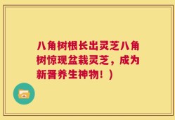 八角树根长出灵芝八角树惊现盆栽灵芝，成为新晋养生神物！)
