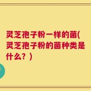 灵芝孢子粉一样的菌(灵芝孢子粉的菌种类是什么？)
