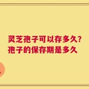 灵芝孢子可以存多久？孢子的保存期是多久
