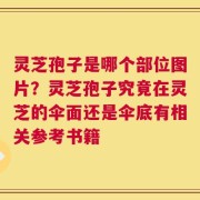 灵芝孢子是哪个部位图片？灵芝孢子究竟在灵芝的伞面还是伞底有相关参考书籍