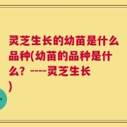 灵芝生长的幼苗是什么品种(幼苗的品种是什么？----灵芝生长)
