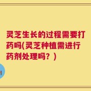 灵芝生长的过程需要打药吗(灵芝种植需进行药剂处理吗？)