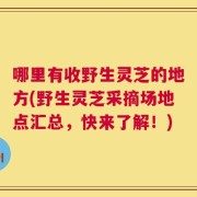 哪里有收野生灵芝的地方(野生灵芝采摘场地点汇总，快来了解！)