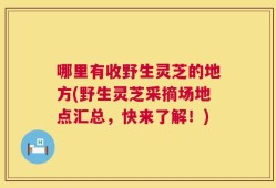 哪里有收野生灵芝的地方(野生灵芝采摘场地点汇总，快来了解！)