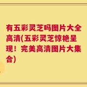 有五彩灵芝吗图片大全高清(五彩灵芝惊艳呈现！完美高清图片大集合)