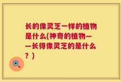 长的像灵芝一样的植物是什么(神奇的植物——长得像灵芝的是什么？)