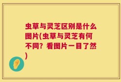 虫草与灵芝区别是什么图片(虫草与灵芝有何不同？看图片一目了然)