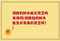 烧毁的树木能长灵芝吗有毒吗(烧毁后的树木能生长有毒的灵芝吗？)