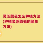 灵芝蘑菇怎么种植方法(种植灵芝蘑菇的简单方法)