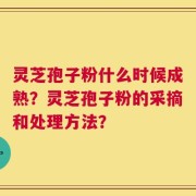 灵芝孢子粉什么时候成熟？灵芝孢子粉的采摘和处理方法？