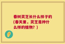 春树灵芝长什么样子的(春天里，灵芝是种什么样的植物？)