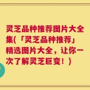 灵芝品种推荐图片大全集(「灵芝品种推荐」精选图片大全，让你一次了解灵芝巨变！)