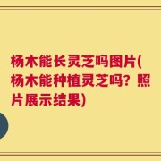 杨木能长灵芝吗图片(杨木能种植灵芝吗？照片展示结果)