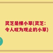 灵芝是棵小草(灵芝：令人叹为观止的小草)
