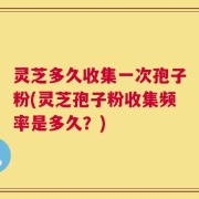 灵芝多久收集一次孢子粉(灵芝孢子粉收集频率是多久？)