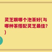 灵芝跟哪个泡茶好(与哪种茶搭配灵芝最佳？)