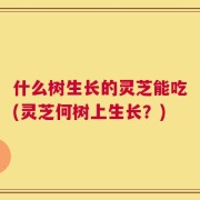 什么树生长的灵芝能吃(灵芝何树上生长？)