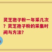 灵芝孢子粉一年采几次？灵芝孢子粉的采集时间与方法？
