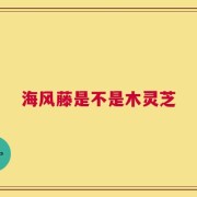 海风藤是不是木灵芝