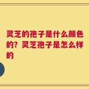 灵芝的孢子是什么颜色的？灵芝孢子是怎么样的