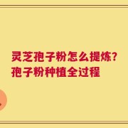 灵芝孢子粉怎么提炼？孢子粉种植全过程