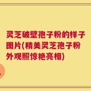 灵芝破壁孢子粉的样子图片(精美灵芝孢子粉外观照惊艳亮相)